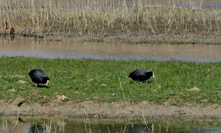 Stagno di Focognano